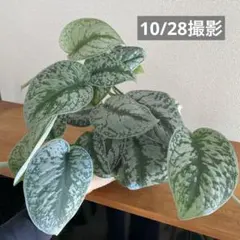 美株　スキンダプサス　マハリカ　斑入り　ハーフムーン　鉢ごとメルカリ便 2025年最新】品種名：スキンダプサス その他観葉植物の人気