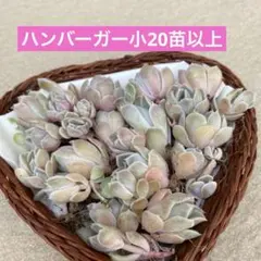 ハンバーガー小苗20苗以上　多肉植物　エケベリア　寄せ植え　多肉弁当