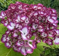 2025年最新】紫陽花挿し木の人気アイテム - メルカリ