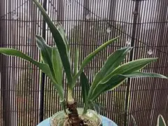 カンアオイ オトメアオイ「東州冠」 - メルカリ