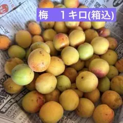 梅　1キロ　農薬不使用　梅干し　梅ジュース　梅シロップ　ジャムのサムネイル