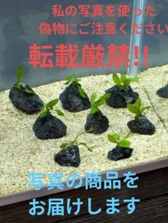 ミクロソリウム　プテロプス8株溶岩石付きのサムネイル
