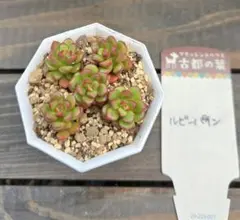 多肉植物 セダム 古都の葉さん苗 ★ルビーパイン★カット苗