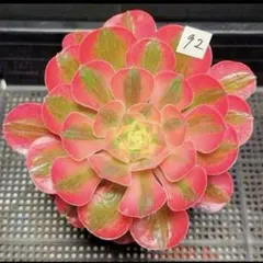 99#植物アエオニウム錦❤️サラダボール中斑錦❤️韶華❤️1大頭3小頭