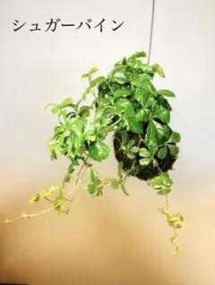 acu様 リクエスト 2点 まとめ商品