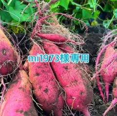 2026年最新】さつまいも 紅はるか 20kgの人気アイテム - メルカリ