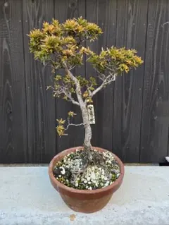 2026年最新】盆栽 皐月の人気アイテム - メルカリ