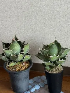 アガベ 観葉植物 2鉢セットのサムネイル
