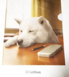 SoftBank 白い犬 クリアファイル A4