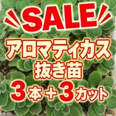 【7/26(日)まで】アロマティカス　抜き苗3本＋カット苗3カットのサムネイル