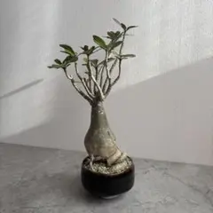 アデニウム アラビカム 特大サイズ たこ足 植え込み発送 - メルカリ