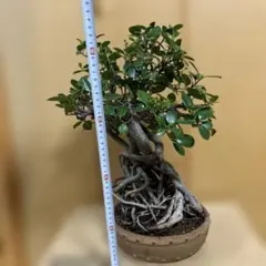 ガジュマル盆栽 樹齢30年 塊根植物 - メルカリ
