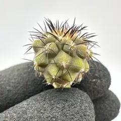 コピアポア バレナレンシス ssp.スプレンディドスピナ １０種 各１０粒セット コピアポア バレナレンシス ssp.スプレンディドスピナ 10種 各10粒