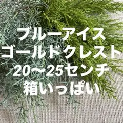 コニファー☘️ブルーアイス・ゴールドクレスト/切り枝*花材2点セット☘️