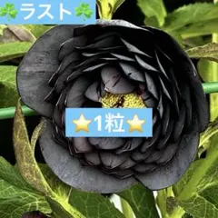 ❤️257❤️☘️ラスト☘️⭐️クリスマスローズ⭐️自然交配種子