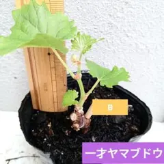 一才ヤマブドウ 抜き苗 D - メルカリ