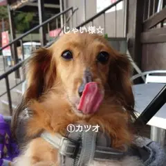 じゃい様☆①犬用手作り国産&完全無添加カツオジャーキー100g