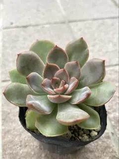 抜き苗✨毒りんご♥️ 2025年最新】毒りんご 多肉の人気アイテム - メルカリ