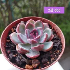 denka様 リクエスト 5点 まとめ商品