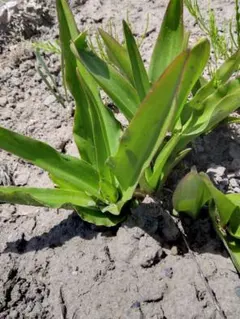 nayaaan様　白黒2種類各2本づつ