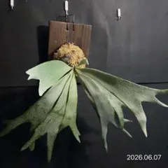 P. Ginka × P. Mutasi01 Mix spore 12 - メルカリ
