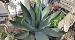 タ*店様 【超希少サイズ/300円スタート】シャークスキン　アガベ　トランカータ タ*店様 【超希少サイズ/300円スタート】シャークスキン アガベ