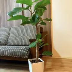 2025年最新】アフリカンプリンスの人気アイテム - メルカリ