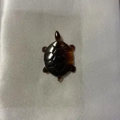 2026年最新】亀 べっ甲の人気アイテム - メルカリ