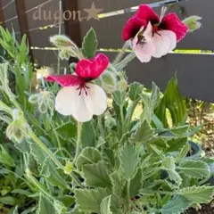 D パンジーゼラニウム　小さめ1苗 株分け苗　ポットなし　花種おまけ有のサムネイル