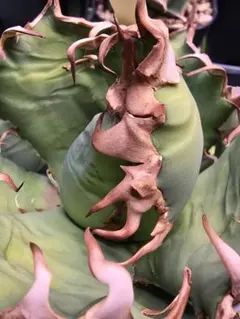 2025年最新】シーザー凱旋の人気アイテム - メルカリ