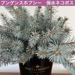 保水あり　＊プンゲンスホプシー＊ 良品　冬の花材　ネコポスいっぱい