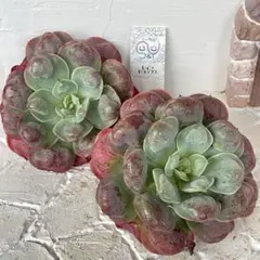 ああああ様 リクエスト 3点 まとめ商品　速達付き