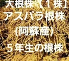 アスパラガス5年目 根株(5年ものの根株は流通少なく希少価値があると思います ) アスパラガス5年目 根株(5年ものの根株は流通少なく希少価値があると