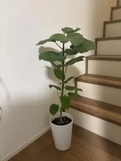 2026年最新】フィカスウンベラータの人気アイテム - メルカリ