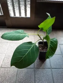 t.a.n.a様 リクエスト 3点 まとめ商品