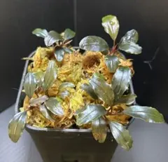 2026年最新】ブセファランドラ ゴースト2016の人気アイテム - メルカリ