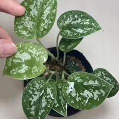 2025年最新】スキンダプサスの人気アイテム - メルカリ