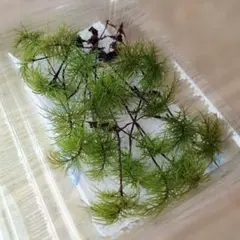 いーちゃん様 リクエスト 2点 まとめ商品