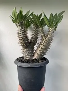 パキポディウム カクチベス 塊根植物 実生 渋谷英一opus 作家鉢
