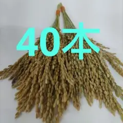 稲穂神棚用ドライフラワー４０本