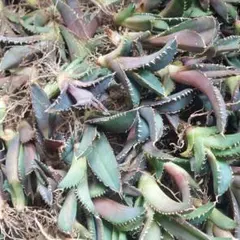 お得　オテロイ　実生　20株まとめ売り お得 オテロイ 実生 20株まとめ売り お得 オテロイ 実生 20株まとめ売り