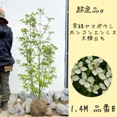 2026年最新】常緑ヤマボウシ（ホンコンエンシス）の人気アイテム