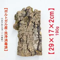 2025年最新】コルク樹皮 キャノンの人気アイテム - メルカリ