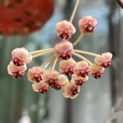 GWセール レア 原種ホヤ hoya Edamameサクララン - メルカリ