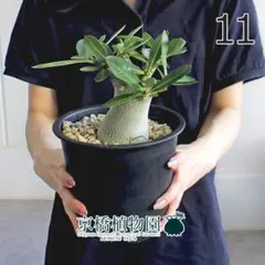 現品】アデニウム・アラビカム（アラビクム） 5号 黒鉢（16） - メルカリ