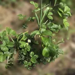 農家直送 とちおとめ 大粒いちご苗 5株セット - メルカリ