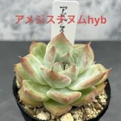 多肉植物　アメジスチヌム　カット苗1個 15多肉植物 乙女心×アメジスチヌム - メルカリ