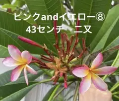 2026年最新】プルメリアカット苗の人気アイテム - メルカリ