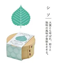 재배 세트 시소와파