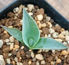 2026年最新】オバティフォリア フロスティブルーの人気アイテム - メルカリ